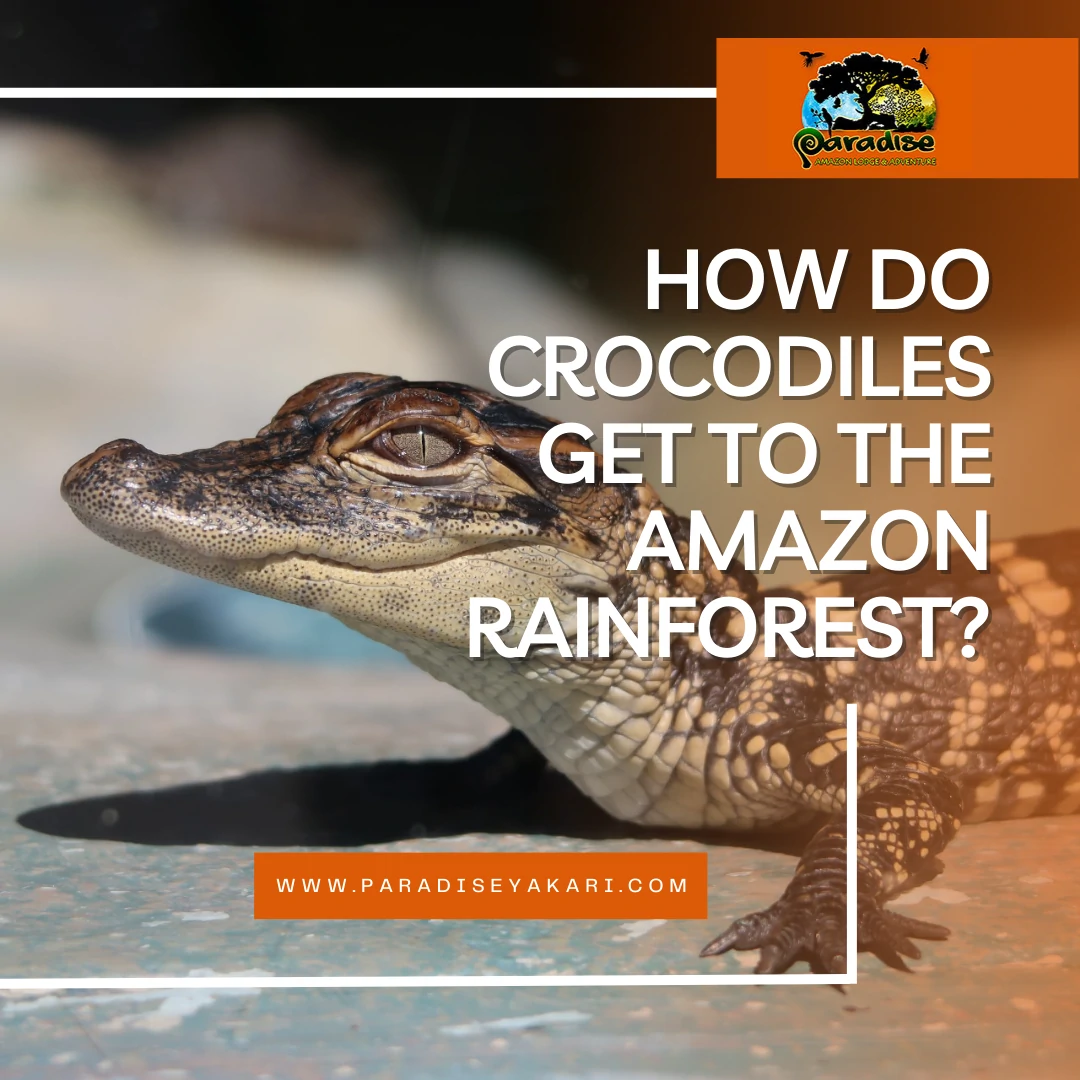 How do crocodiles get to the Amazon rainforest? Paradise Yakari